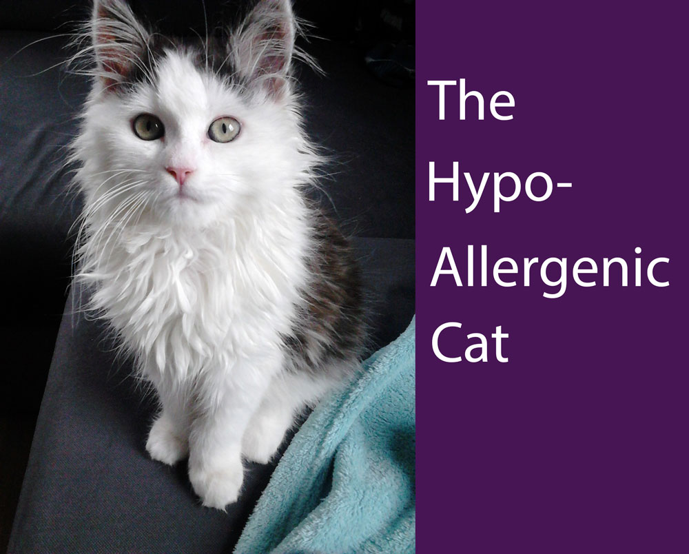 Hypoallergenic cat