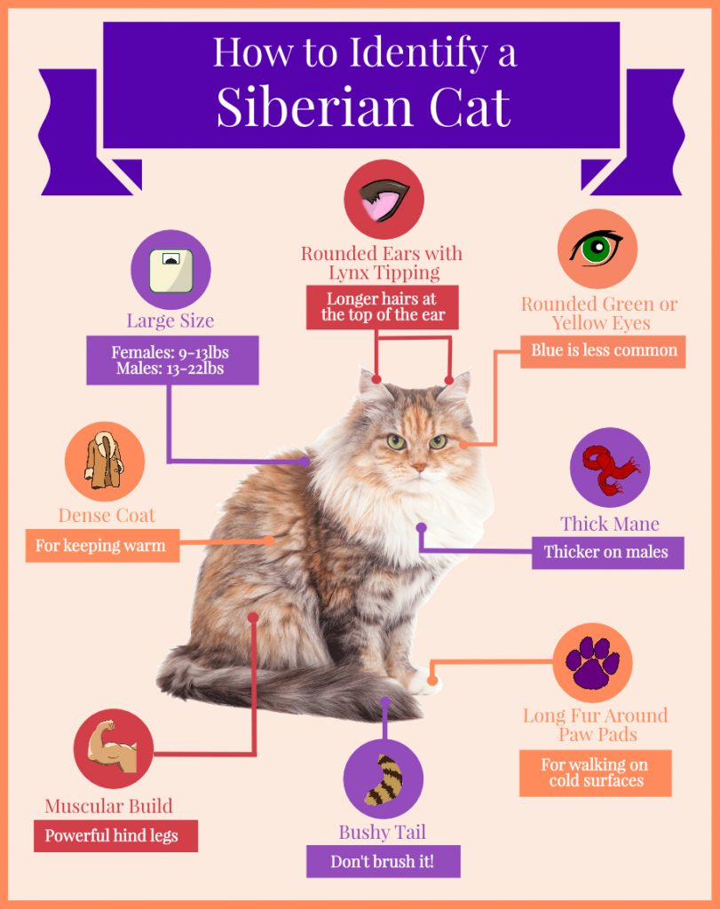 How to Identify a Siberian Cat (Infographic) Siberian Cats