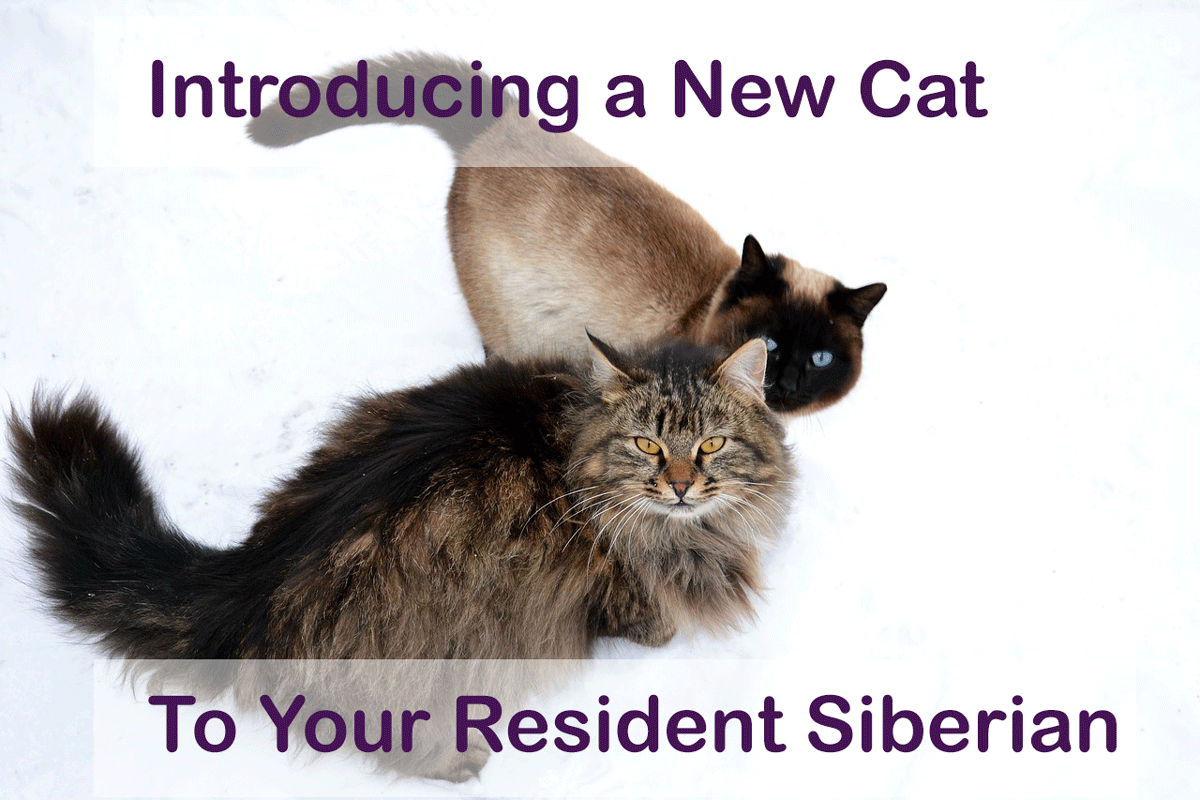 Introducing a new cat to resident Siberian