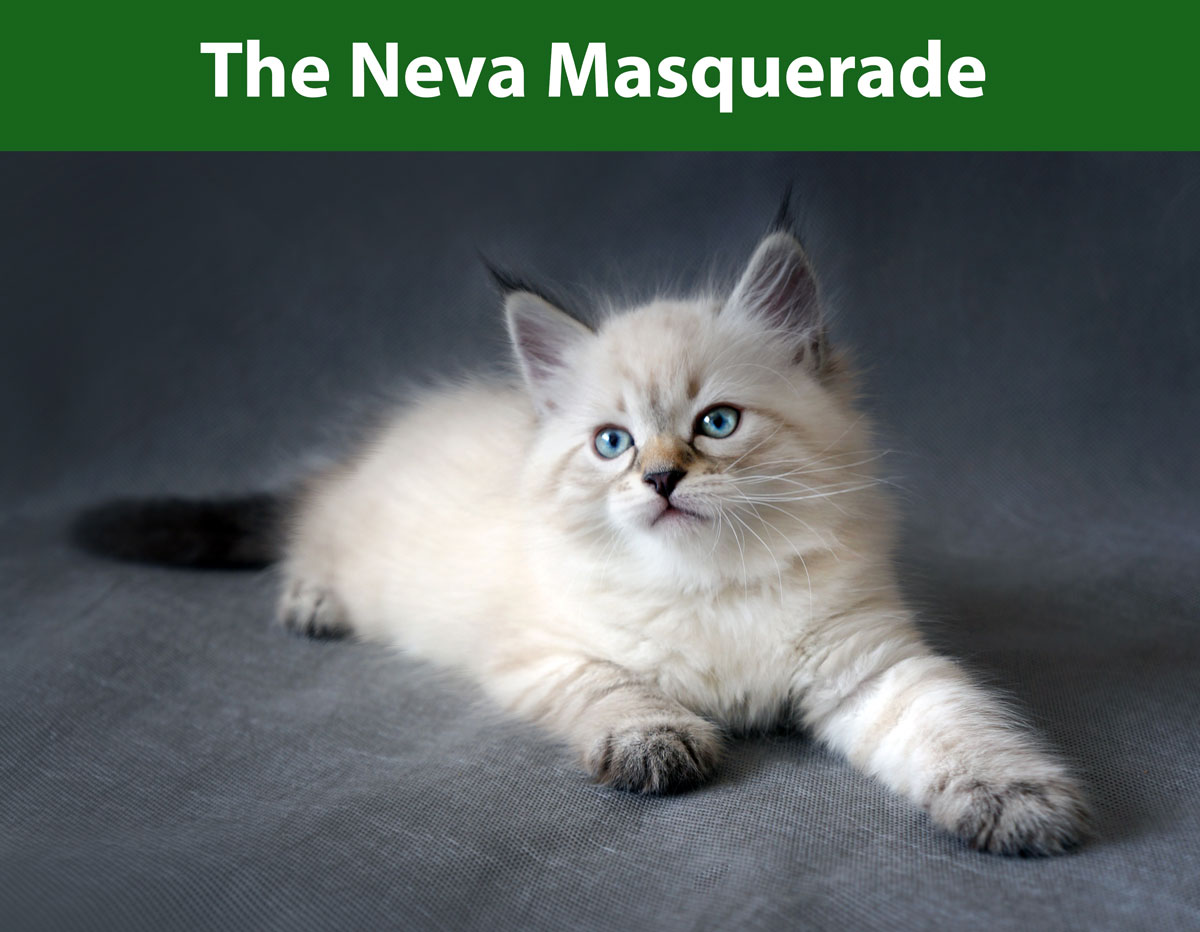 The Neva Masquerade Siberian Cats
