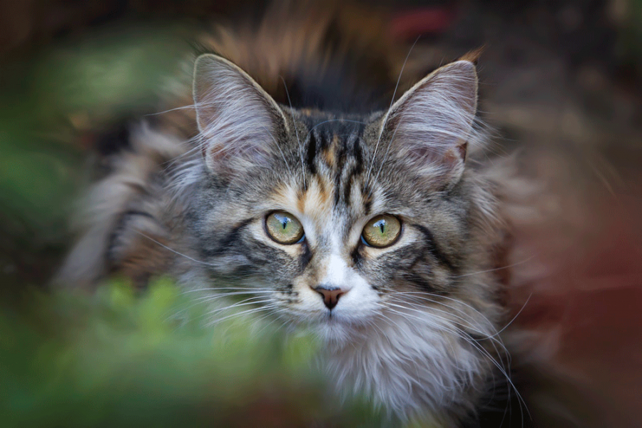 Understanding Your Cat's Body Language - Siberian Cats