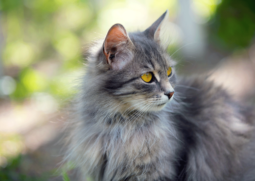 How to Register Your Cat’s Microchip for Free - Siberian Cats