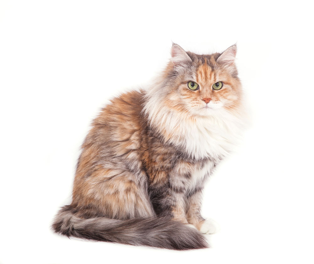 How to Identify a Siberian Cat (Infographic) - Siberian Cats