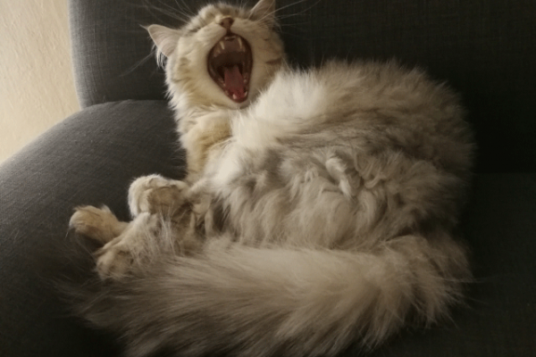 Sophie Yawning