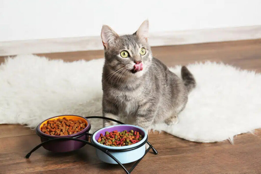 Feeding Your Cat: What, How Much and How Often - Siberian Cats